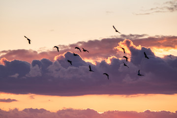 birds in the sky during sunset