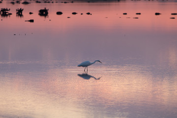 Bird during sunset