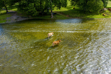 Aerial view of two cows standing in water.