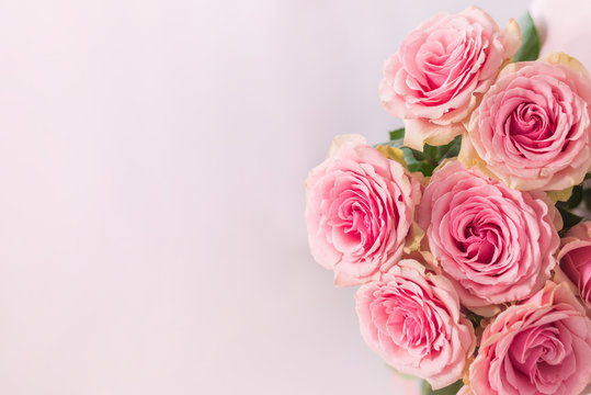 Beautiful pink roses on a soft background