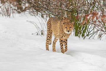 Cheetah slim in winter on snow in background bushes