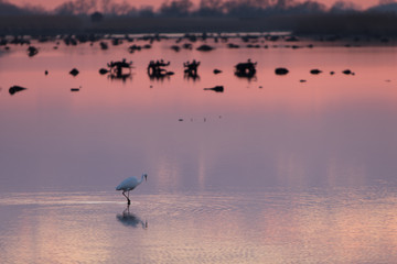 Bird during sunset