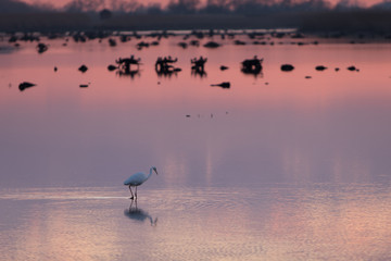 Bird during sunset