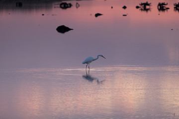 Bird during sunset