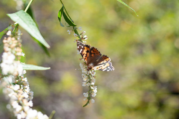 butterfly on leaf