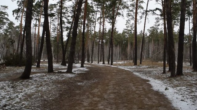View of many pine trees in the winter forest.