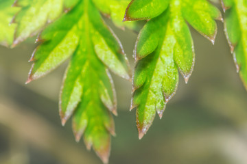 closeup green plant leaf, good natural  background