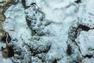 closeup green lichen plant, nature micro scene