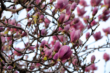  branches of blooming pink magnolia