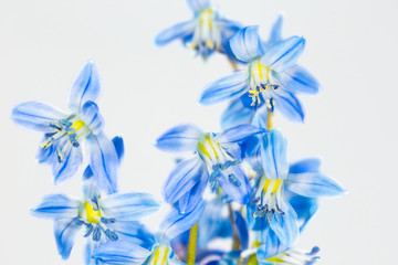 Fototapeta na wymiar closeup heap of blue Scilla flowers on a white background, beautiful spring background