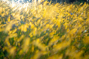 Yellow grass in front of the sunset