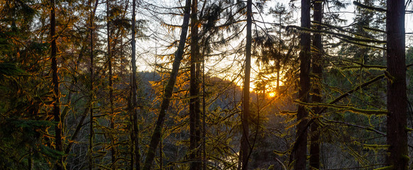Beautiful and Vibrant Green Woods with fresh trees near a lake during sunset. Taken in White Pine Beach, Port Moody, Vancouver, British Columbia, Canada. Panorama