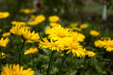 Fototapeta premium Doronicum orientale (Leopard's Bane) - spring flower like a yellow daisy, beautiful background. Sunflower family (Asteraceae)