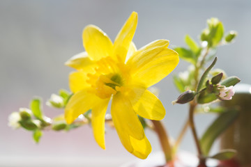 Small yellow flower and tiny green sprouts. Closeup on a natural background.