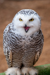 Small owl with open beak and sharp look