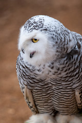 Small owl with open beak and yellow eye