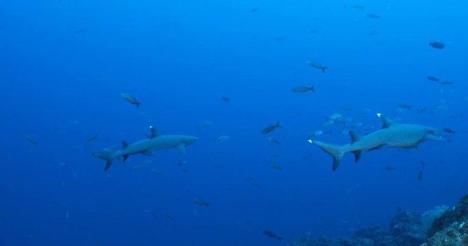 White tipped reef sharks at roca partida, revillagigedo, Mexico.