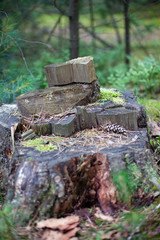 Old stump covered with lichen and needlein in the middle of the forest