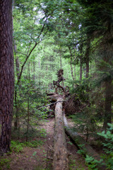 Uprooted tree with roots in the middle of the forest