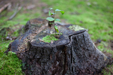 Old stump covered with lichen and needleman from which a new little tree grows