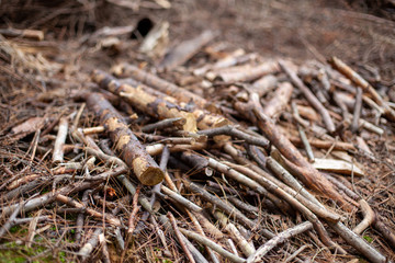 Cut tree branches lying on the ground in the forest suitable as a background