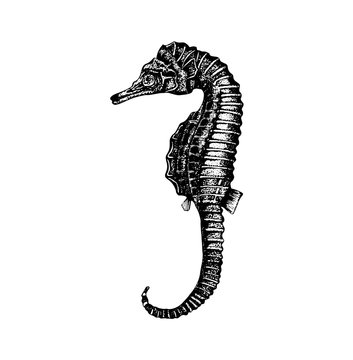 Vector hand drawn illustration of seahorse.