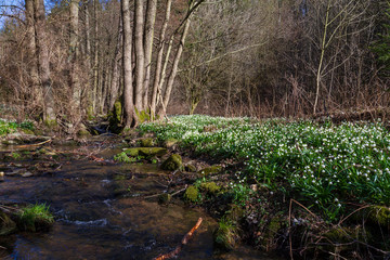 Leucojum vernum - Spring snowflake - beautiful white flower with green leaf on meadow. Wild flower with beautiful bokeh.