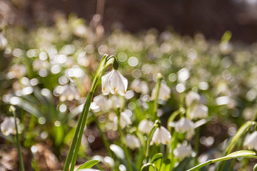 Leucojum vernum - Spring snowflake - beautiful white flower with green leaf on meadow. Wild flower with beautiful bokeh.