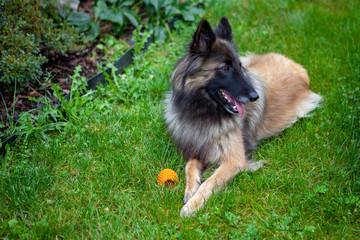 Beautiful brown-black Belgian Shepherd lying in the grass in the garden guarding his orange toy