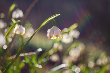 Leucojum vernum - Spring snowflake - beautiful white flower with green leaf on meadow. Wild flower with beautiful bokeh.