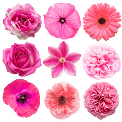 Collection beautiful head pink flowers of rose, clematis, poppy, peony, dahlia, daisy, gerbera isolated on white background. Beautiful floral delicate composition. Flat lay, top view