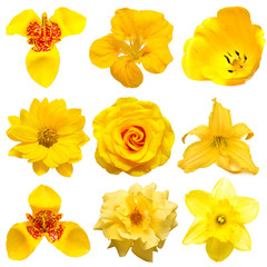 Collection beautiful head yellow flowers of rose, daisy, narcissus, iris, tigridia, lily, tulip isolated on white background. Beautiful floral delicate composition. Flat lay, top view