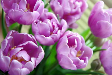 Fototapeta premium tulip, flower, spring, tulips, pink, flowers, nature, purple, garden