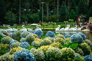  A beautiful lake with flowers in Brazil