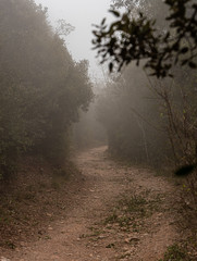 Camino con niebla 