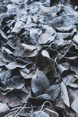 Background from dry foliage covered with hoarfrost. Background of leaves. Dry leaves are silver.