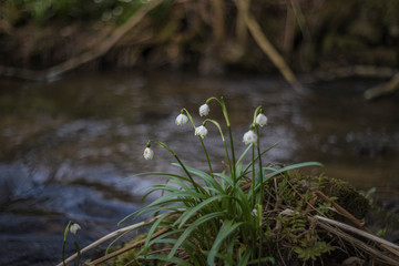 Leucojum vernum - Spring snowflake - beautiful white flower with green leaf on meadow. Wild flower with beautiful bokeh.