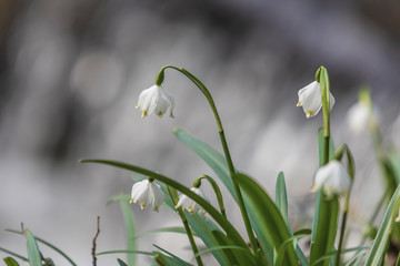 Leucojum vernum - Spring snowflake - beautiful white flower with green leaf on meadow. Wild flower with beautiful bokeh.