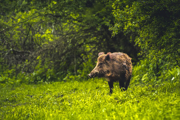 Wild boar walking in forest. Sus scrofa © Zedspider
