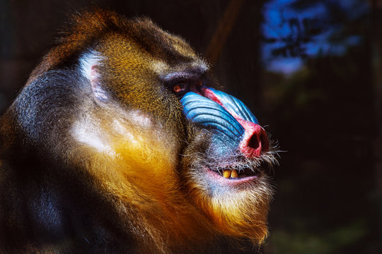 portrait of an enraged mandrill