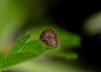 Sminthuridae springtail on lichen, extreme close-up. Globular Sminthuridae springtail, extreme close-up with high magnification.
