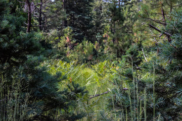 Fototapeta premium Willow Springs Lake Campground in Payson, Arizona
