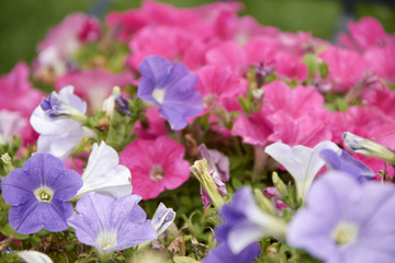 colourful petunia Petunia hybrida flowers Flowerbed with multicoloured petunias