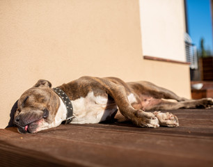 amstaff © Marcin