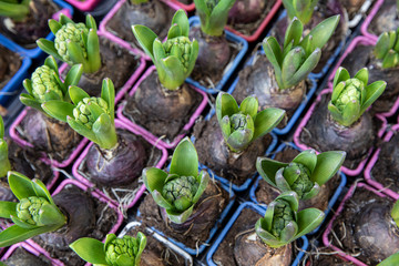Young Hyacinthus orientalis bulbs in the ground in seedling trays at the greek garden shop - preparation for planting spring flowers concept, top view.