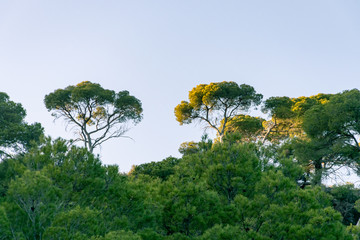 Image of pine forest with blue sky