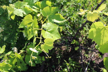 green grapes in vineyard