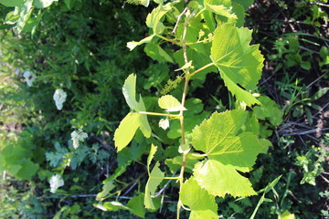 green leaves of a grape