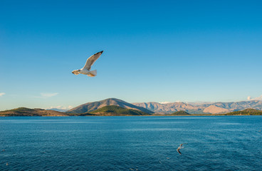 Fototapeta na wymiar Seagull flying above Ionian sea.