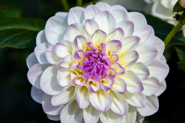 Dahlias bloom white violet